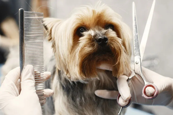 Pet Kuaför Eğitimi